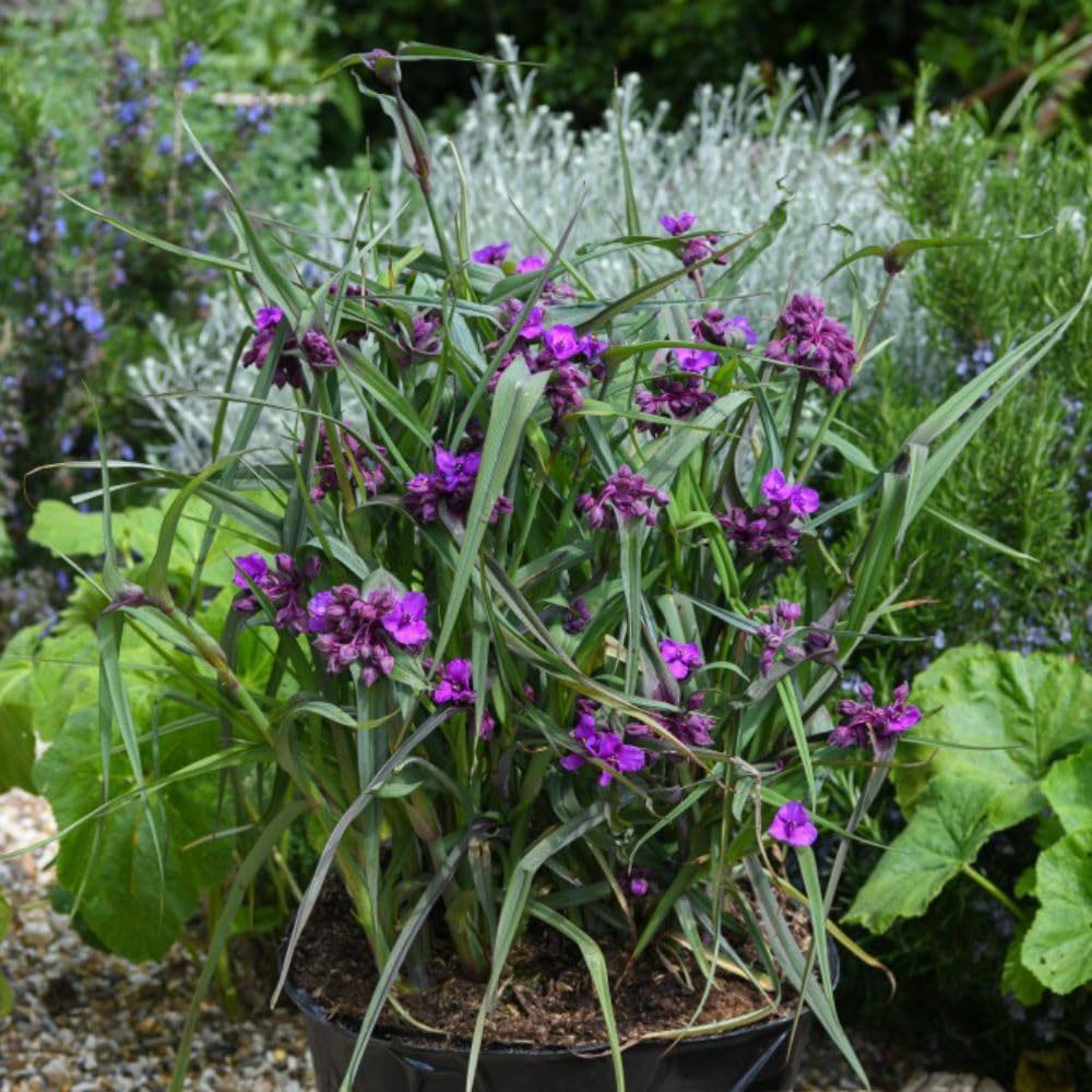 Thompson and Morgan Tradescantia Brainstorm Plant Pot 9cm 2 Pack Image 1