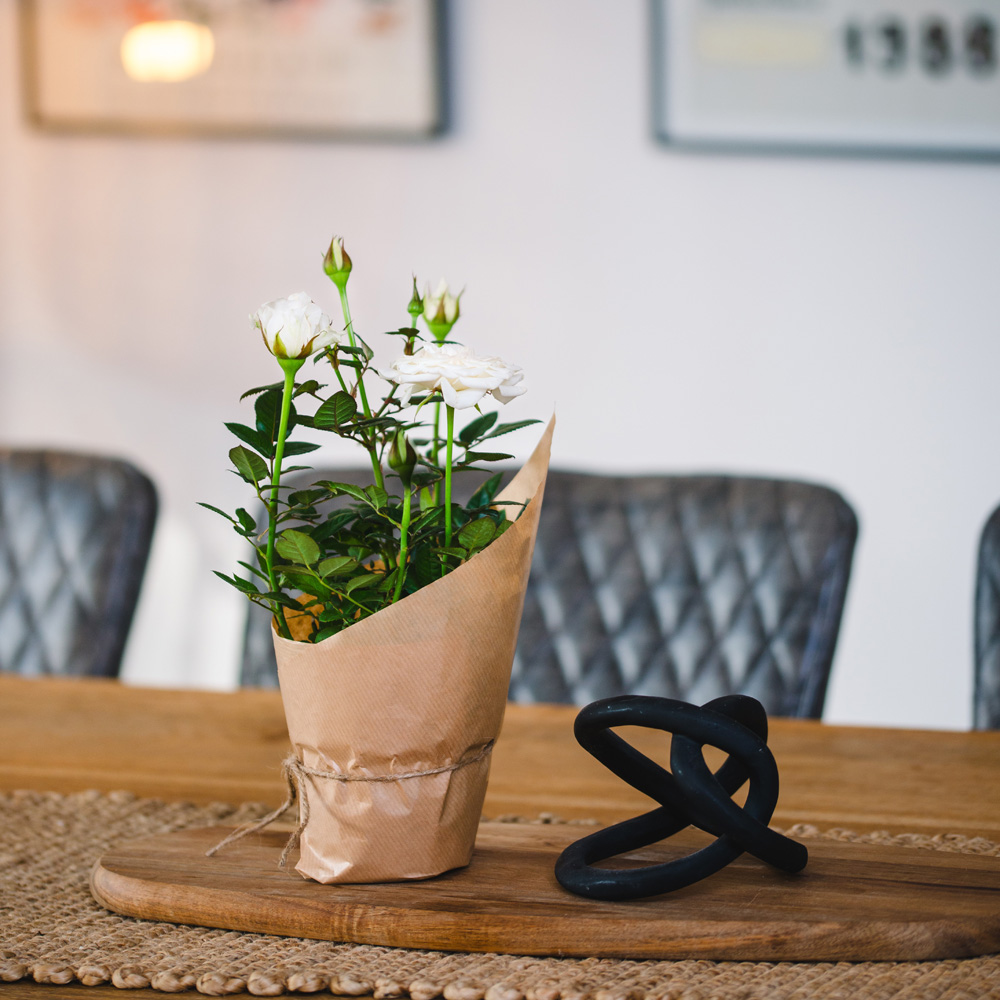 Mini White Rose Plant Image 3