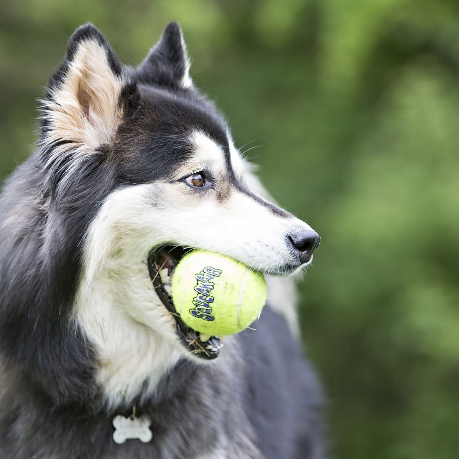 Kong Air Squeaker Tennis Ball Pack - Small Image 3