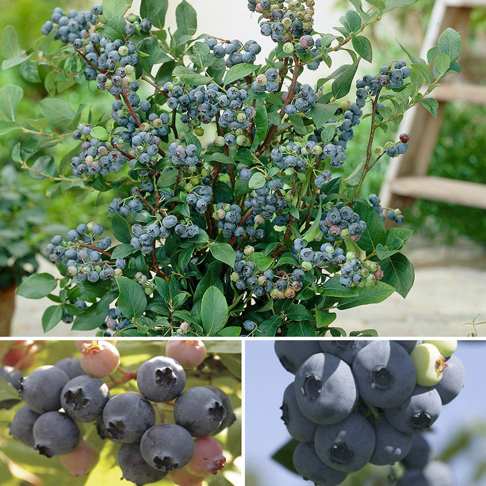 wilko Blueberry Collection Plant Pot 9cm 3 Pack Image 2