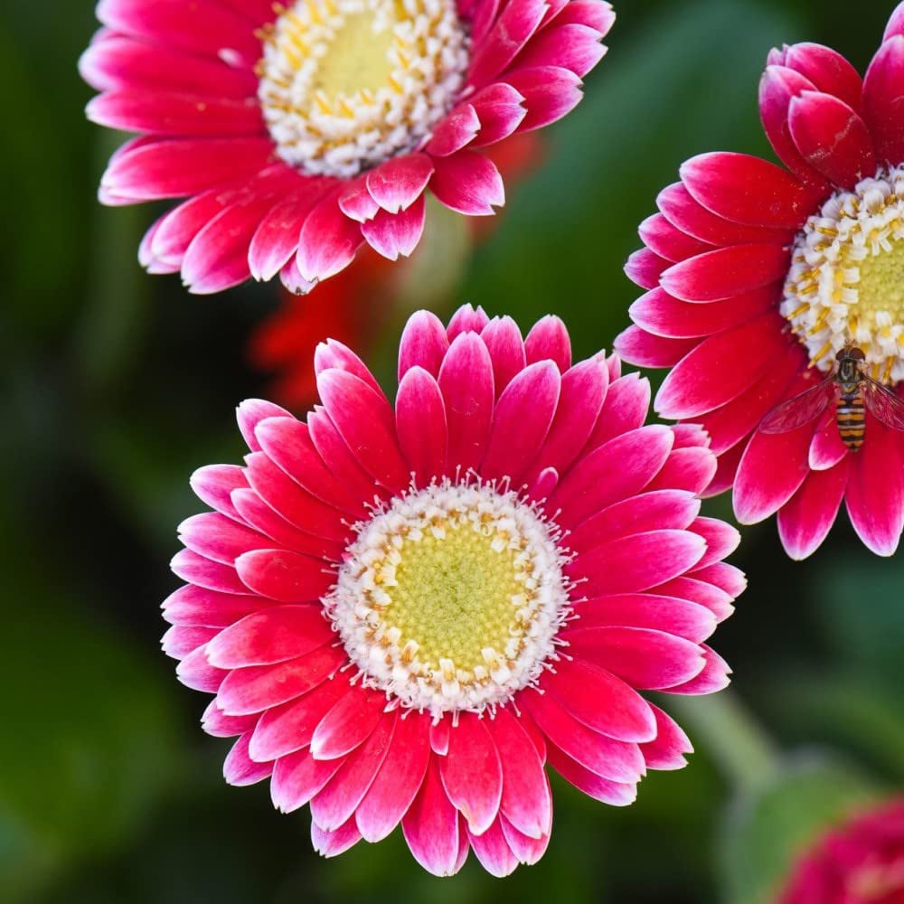 Thompson and Morgan Gerbera Garvinea Cheeky Magenta Potted Plant 7cm Image 8