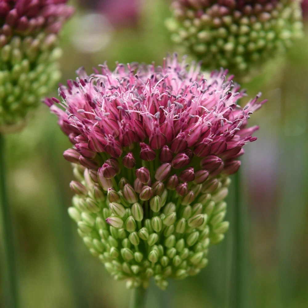 Thompson and Morgan Allium Drumstick Planting Bulb 80 Pack Image 1