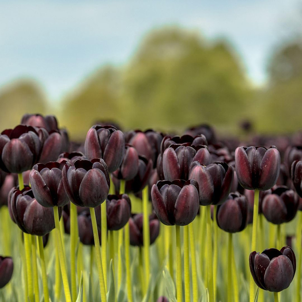 Thompson and Morgan Tulip Black Satin Planting Bulb 16 Pack Image 2