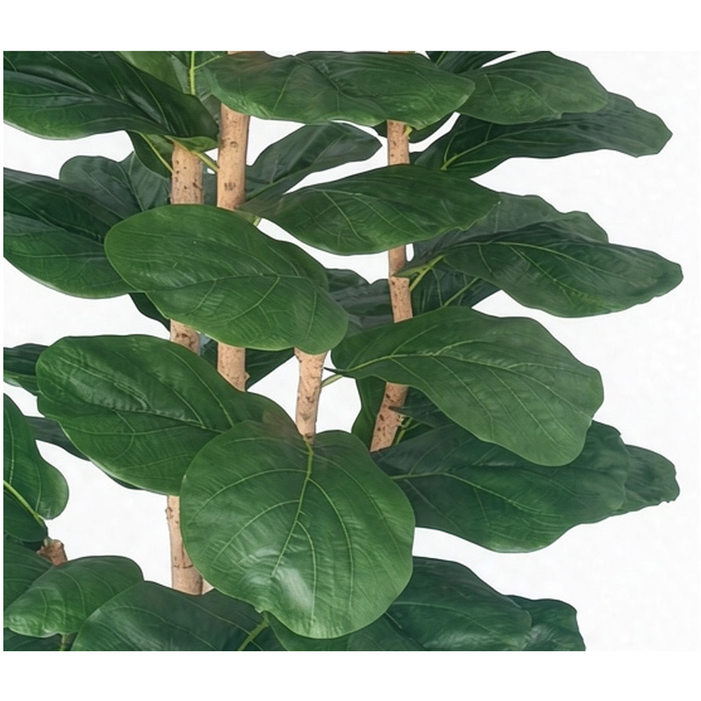 Fiddle Tree in Pot Image 2