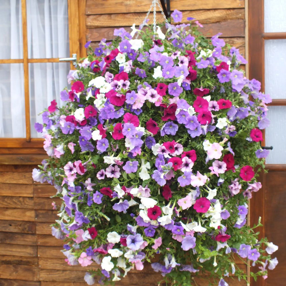 Thompson and Morgan Petunia Surfinia Preplanted Hanging Baske 25cm Image 1