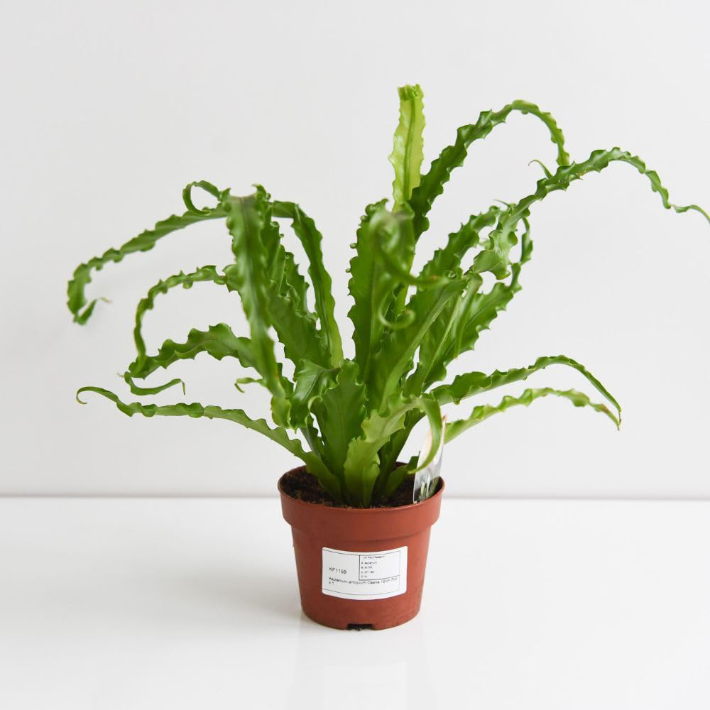 Thompson and Morgan Asplenium Antiquum Osaka Plant Pot 12cm 2 Pack Image 2