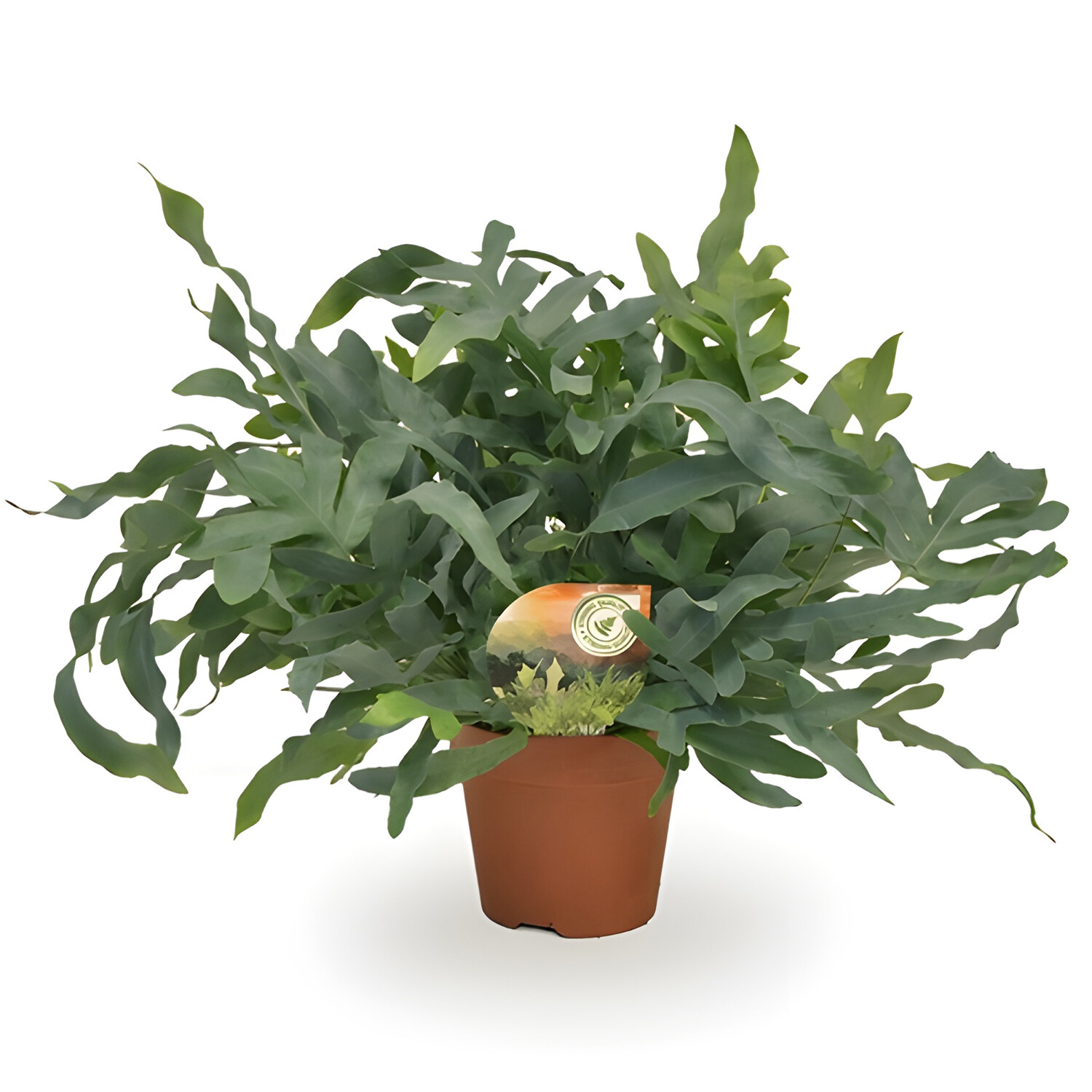 Phlebodium Blue Star Houseplant 17cm - Green Image