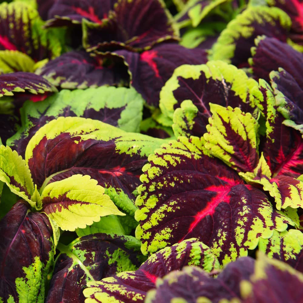 Thompson and Morgan Coleus Mixed Garden Ready Plant 15 Pack Image 3