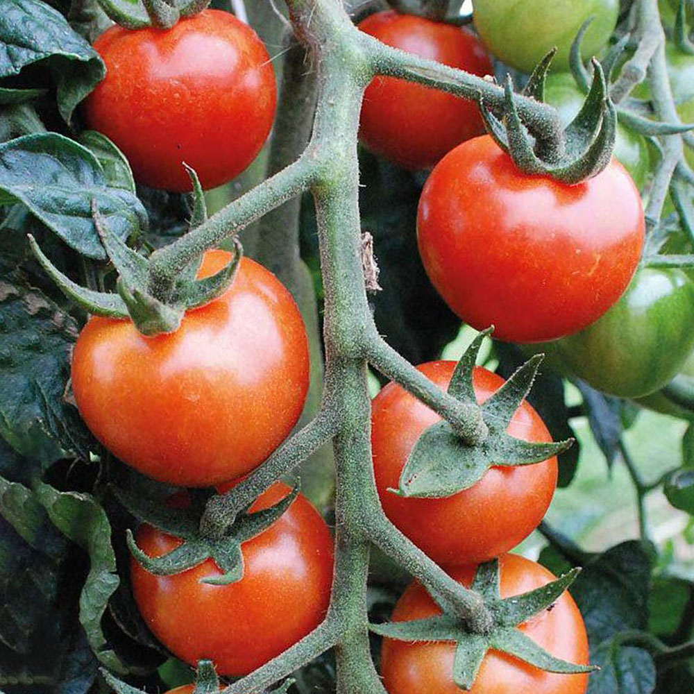 Thompson & Morgan Tomato Primabella Seed Packet Image 1