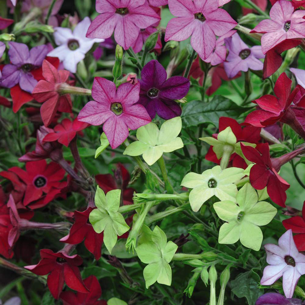 Thompson and Morgan Bedding Collection Plant Plug 144 Pack Image 4