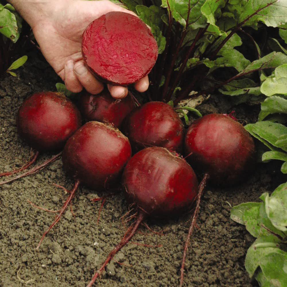 Thompson and Morgan Beetroot Moneta Seeds Image 2