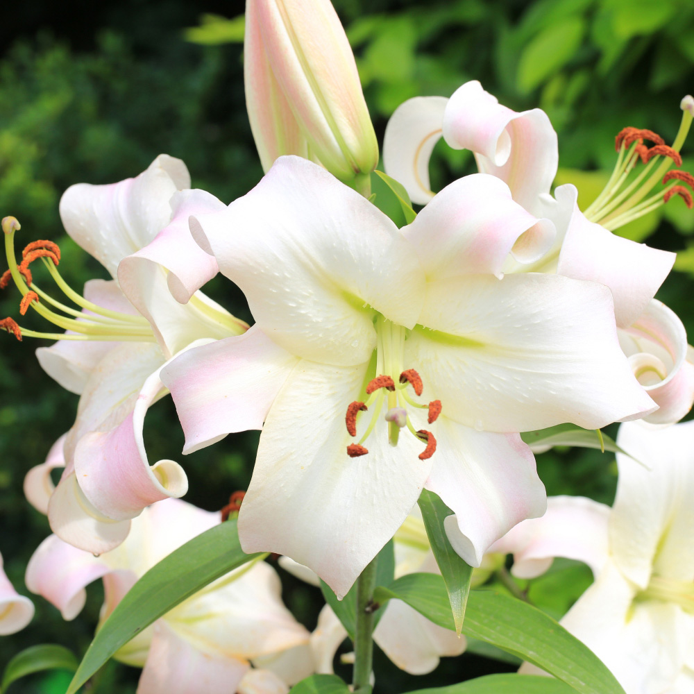 Thompson and Morgan Lily Pretty Woman Planting Bulb 5 Pack with Planting Bulb Basket Image 2