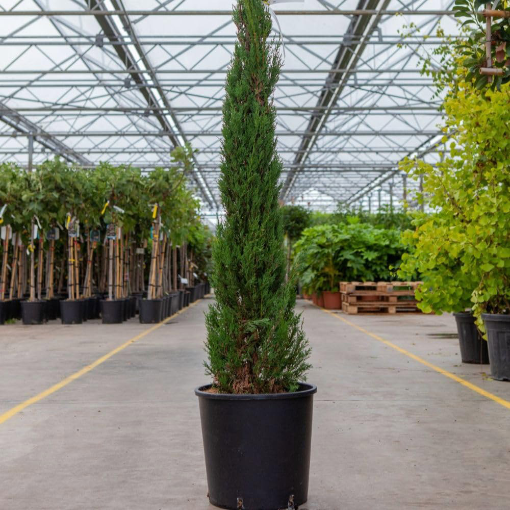 Thompson and Morgan Cupressus Sempervirens Pyramidalis Plant in Pot 18L Image 1