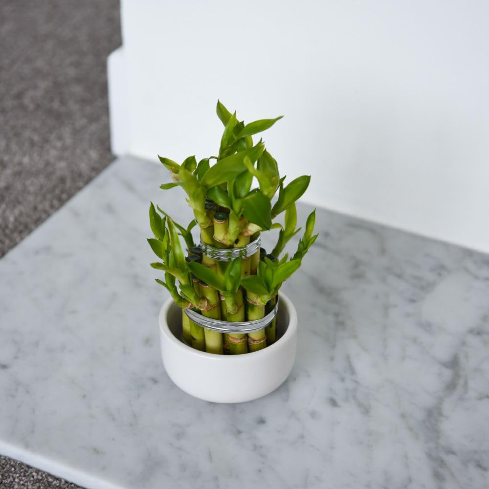 Thompson and Morgan 3 Level Dracaena Sanderiana Lucky Bamboo Plant Pot 10cm 2 Pack Image 3