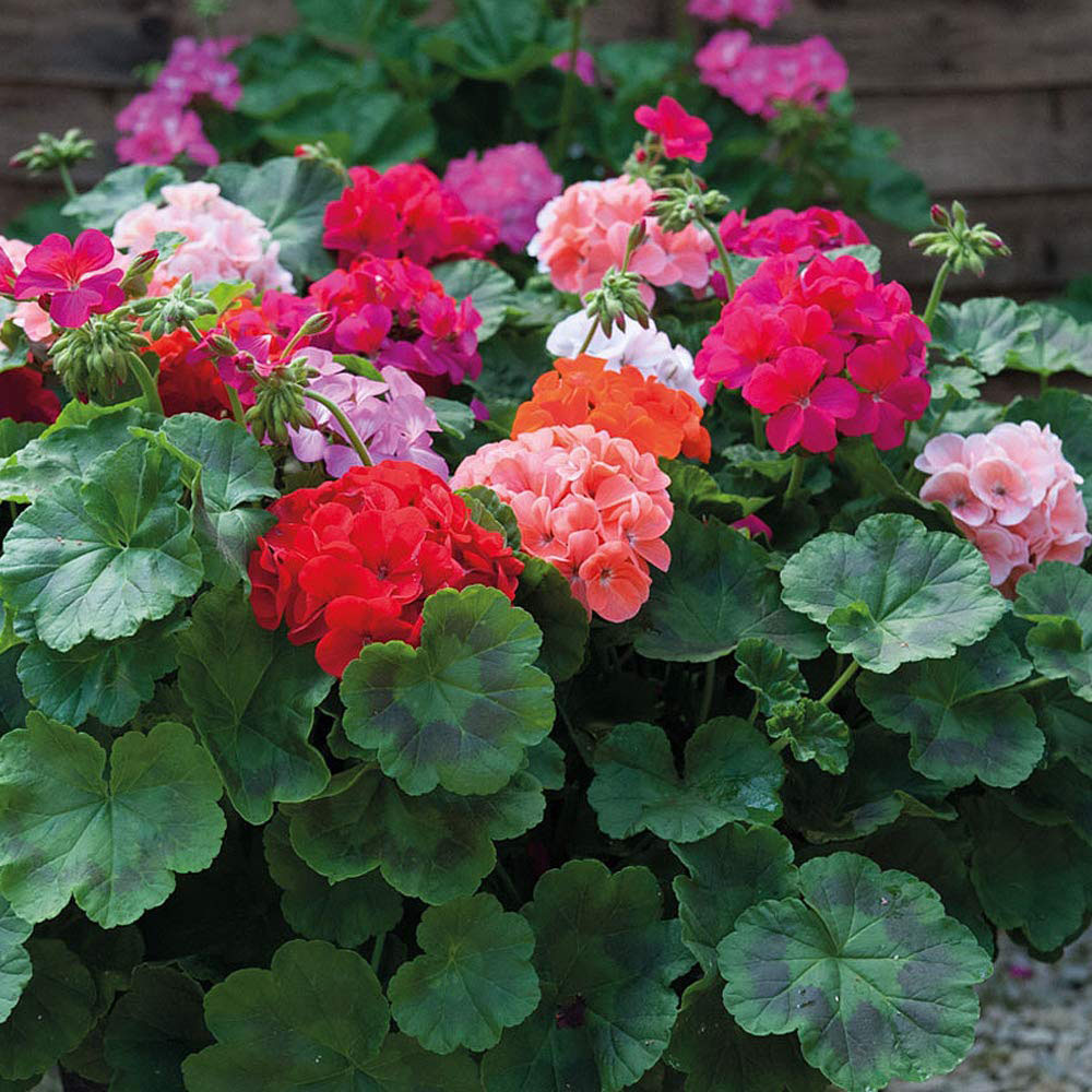 Thompson and Morgan Geranium Jackpot Mixed Garden Ready Plant 15 Pack Image 3