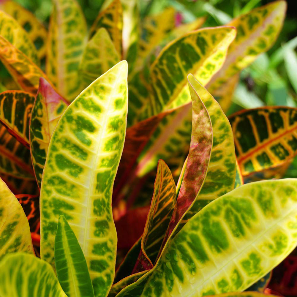 Thompson and Morgan Codiaeum Variegatum Pictum Mrs Iceton Potted Plant 21cm Image 4