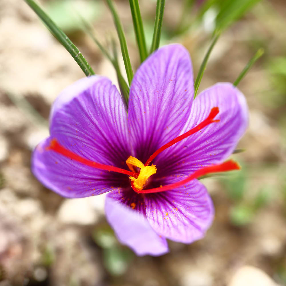 YouGarden Crocus Sativus Planting Bulb 40 Pack Image 2