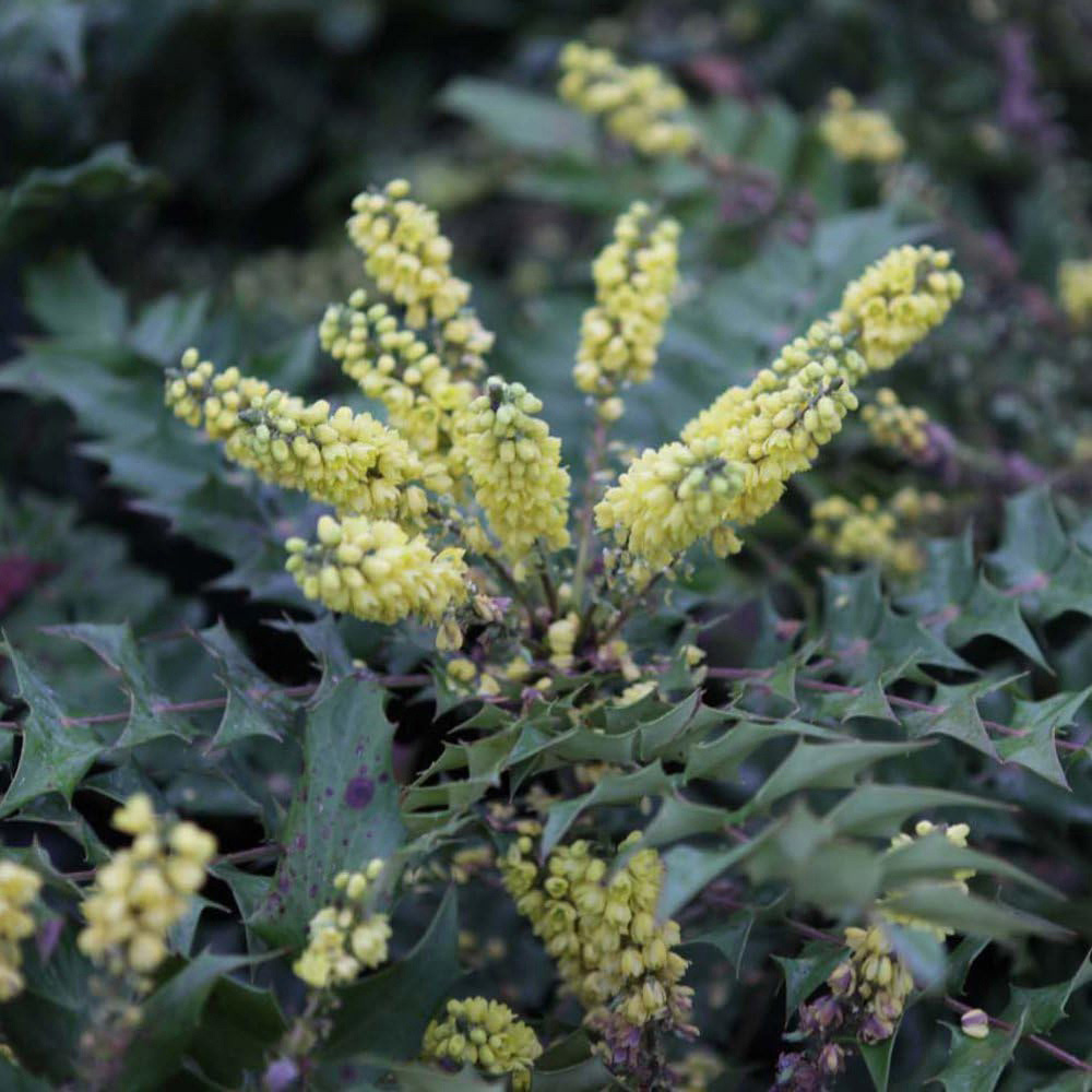 Thompson and Morgan Mahonia Japonica Hivernant Plant Pot 9cm Image