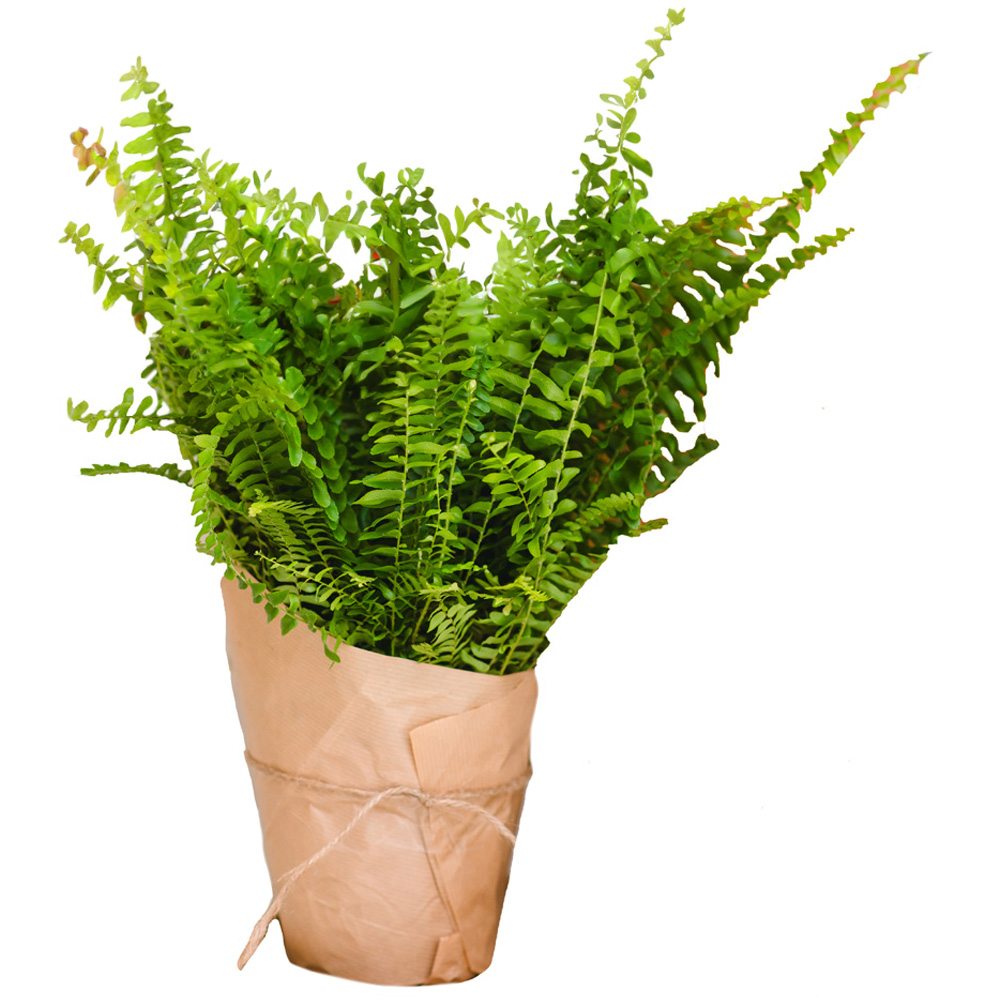 Boston Fern Plant Image 2