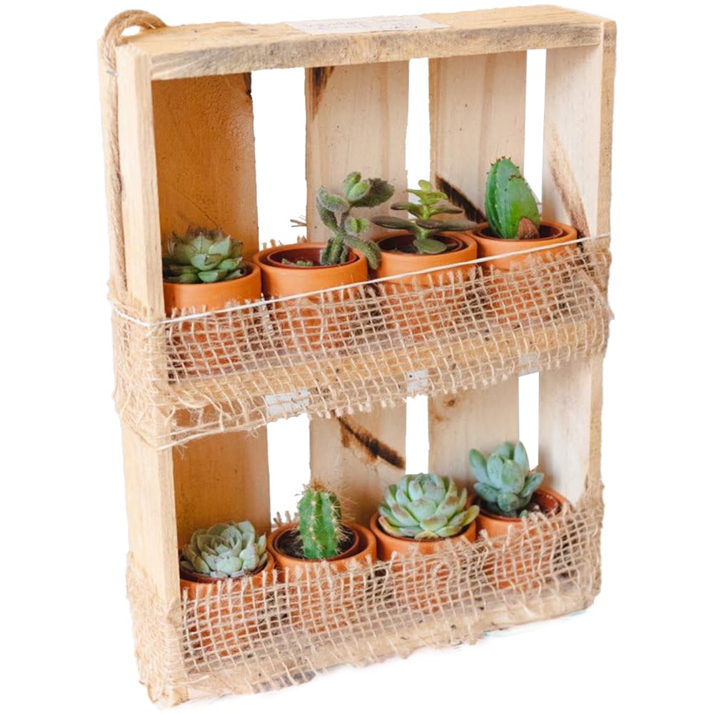 Thompson and Morgan 2 Shelf Hanging Wooden Succulent Shelf with 8 Plants Image 1
