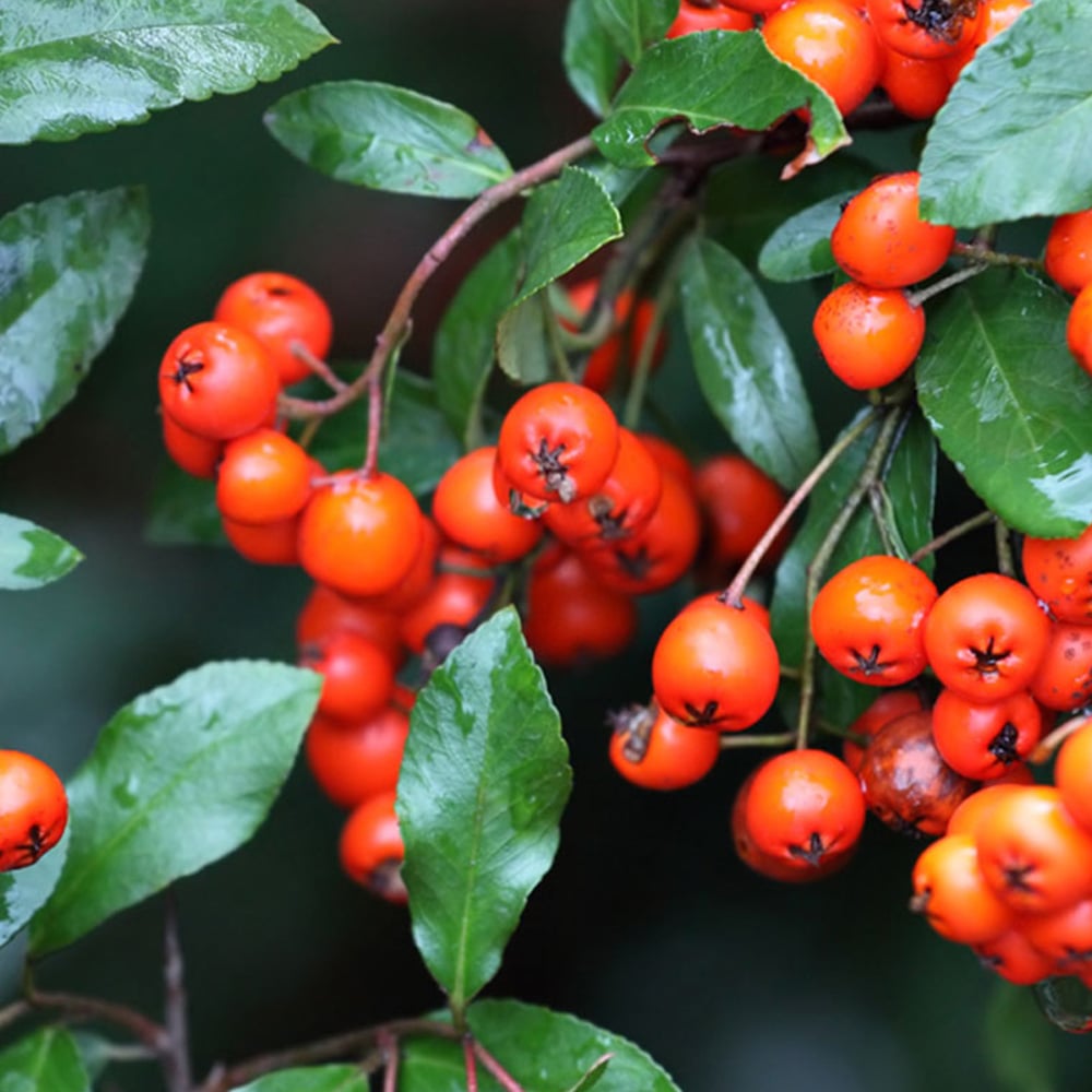 Thompson and Morgan Pyracantha Orange Glow Plant Pot 1.7L Image 1