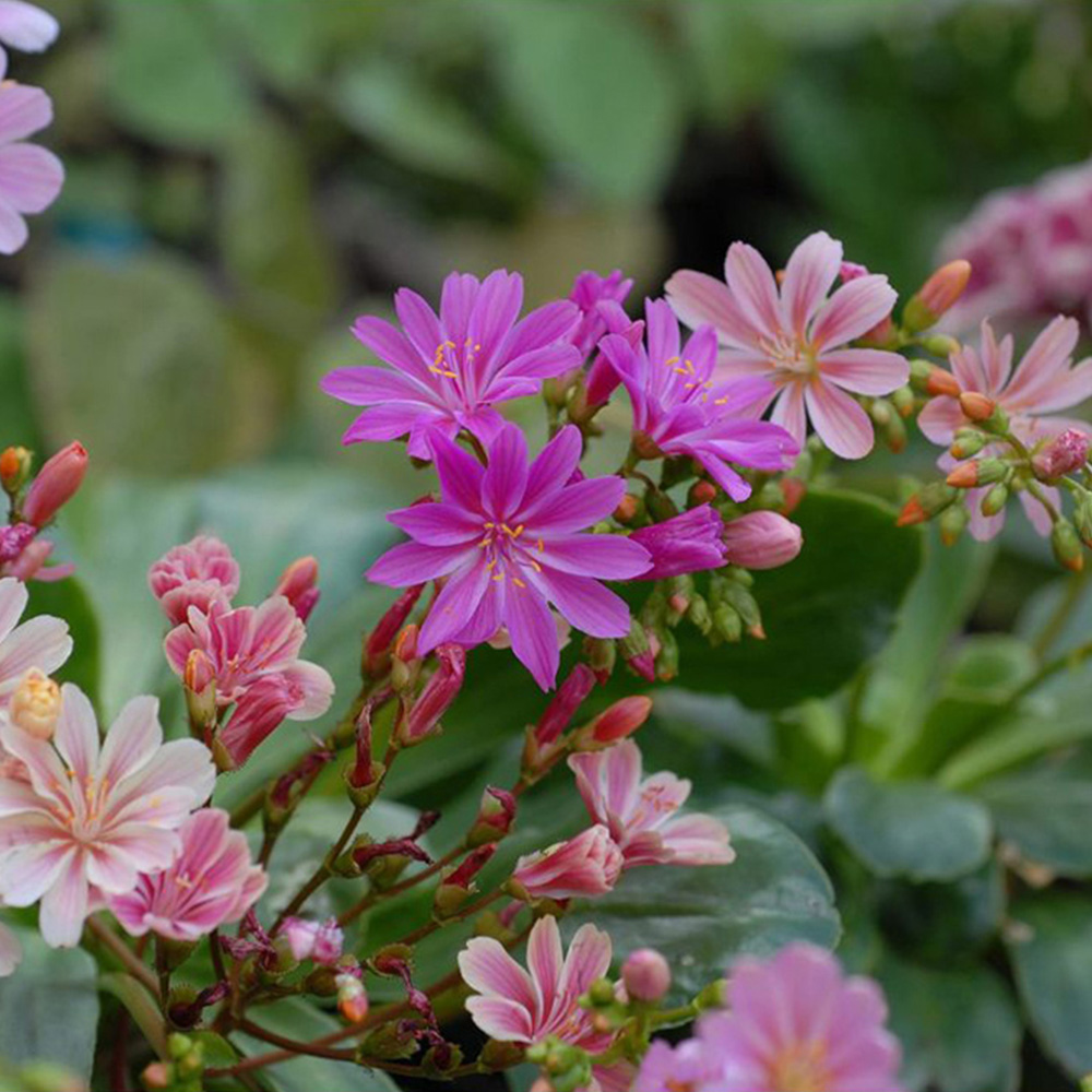 Thompson and Morgan Lewisia Elise Mixed Plant Plugs 12 Pack Image 2