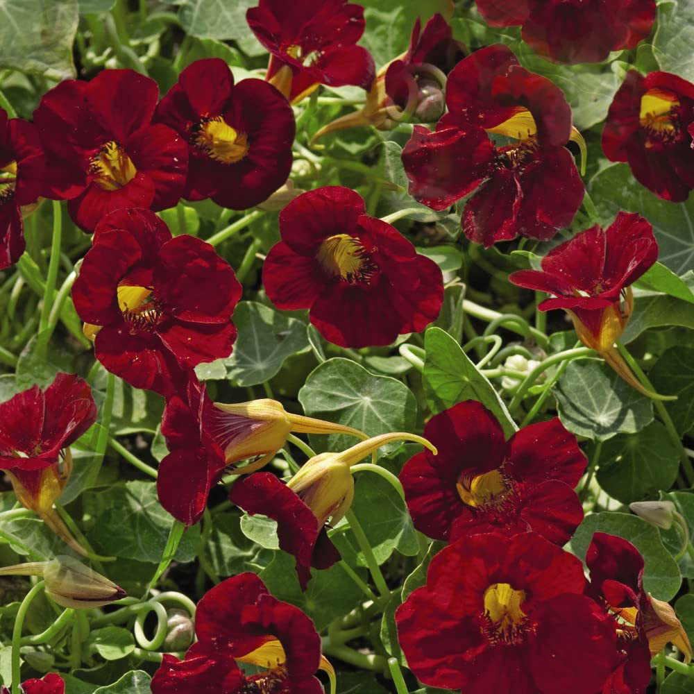 Thompson and Morgan Nasturtium Crimson Emperor Seeds Image 2