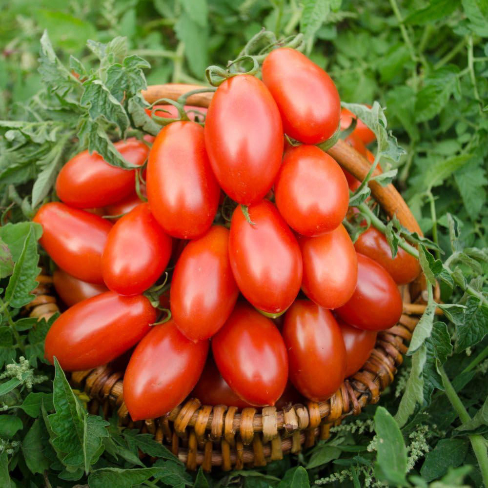 Thompson & Morgan Tomato Nagina F1 10 Seeds Packet Image 2