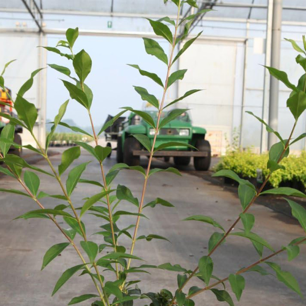 Thompson and Morgan Abelia Mosanensis Monia Plant Pot 3L Image 1