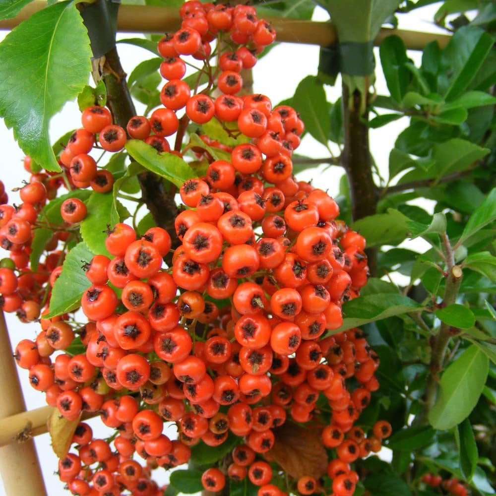 Thompson and Morgan Pyracantha Orange Glow Plant Pot 1.7L Image 2