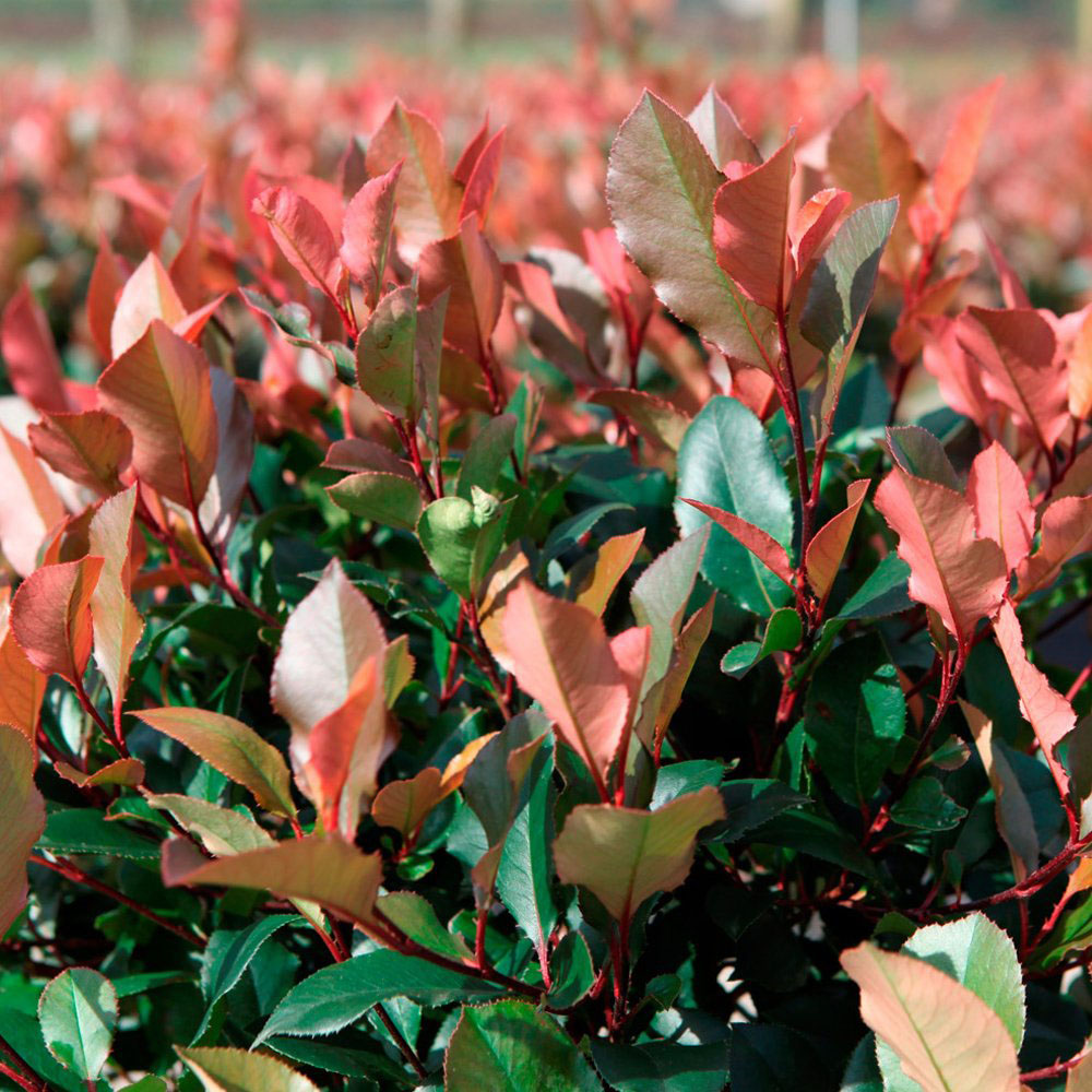 Thompson and Morgan Photinia Fraseri Red Robin Pot Plant 3L Image 3
