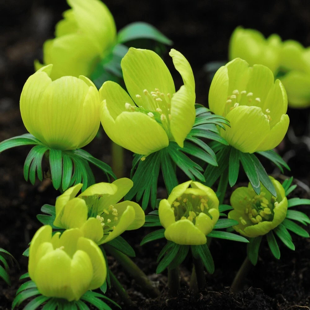 Thompson and Morgan Aconite Winter Planting Bulb 20 Pack Image 1