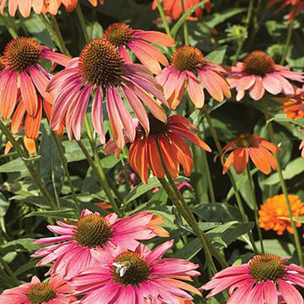 Thompson and Morgan Echinacea Primadonna Mixed Pow Wow Garden Ready Plant 15 Pack Image 4