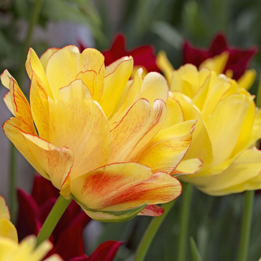Thompson and Morgan Tulip Akebono Bulbs 8 Pack Image 1