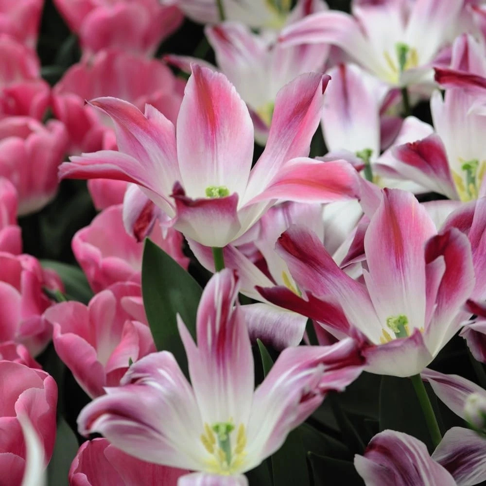Thompson and Morgan Tulip Colour Changing Collection Planting Bulb 32 Pack Image 5