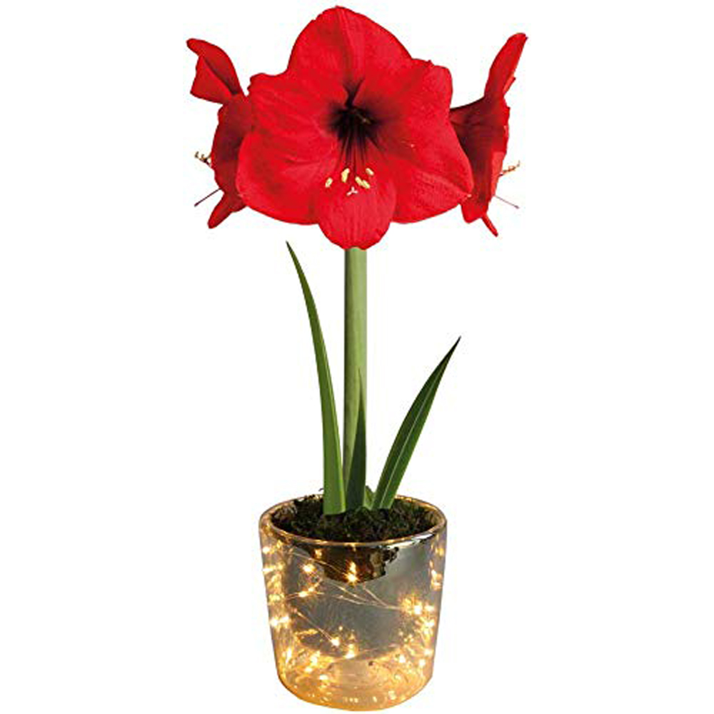 Thompson and Morgan Christmas Gift Amaryllis Plant Pot with LED 2 Pack Image 2