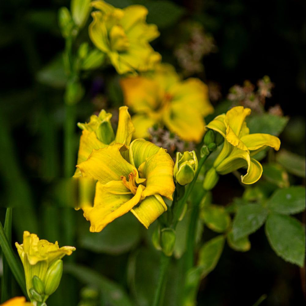 Thompson and Morgan Hemerocallis See You Tomorrow Plant Pot 2L 2 Pack Image 2
