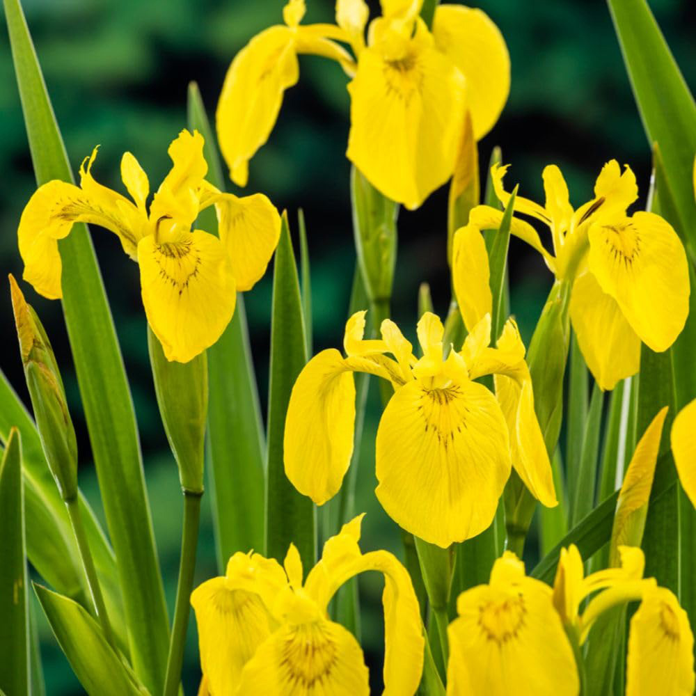 Thompson & Morgan Iris Pseudacorus Plant Pot 9cm Image 1