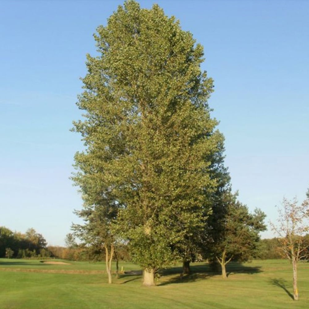 Inspirational Gifting Poplar Bare Root Hedge Plant Sapling 4-5ft 5 Pack Image 4