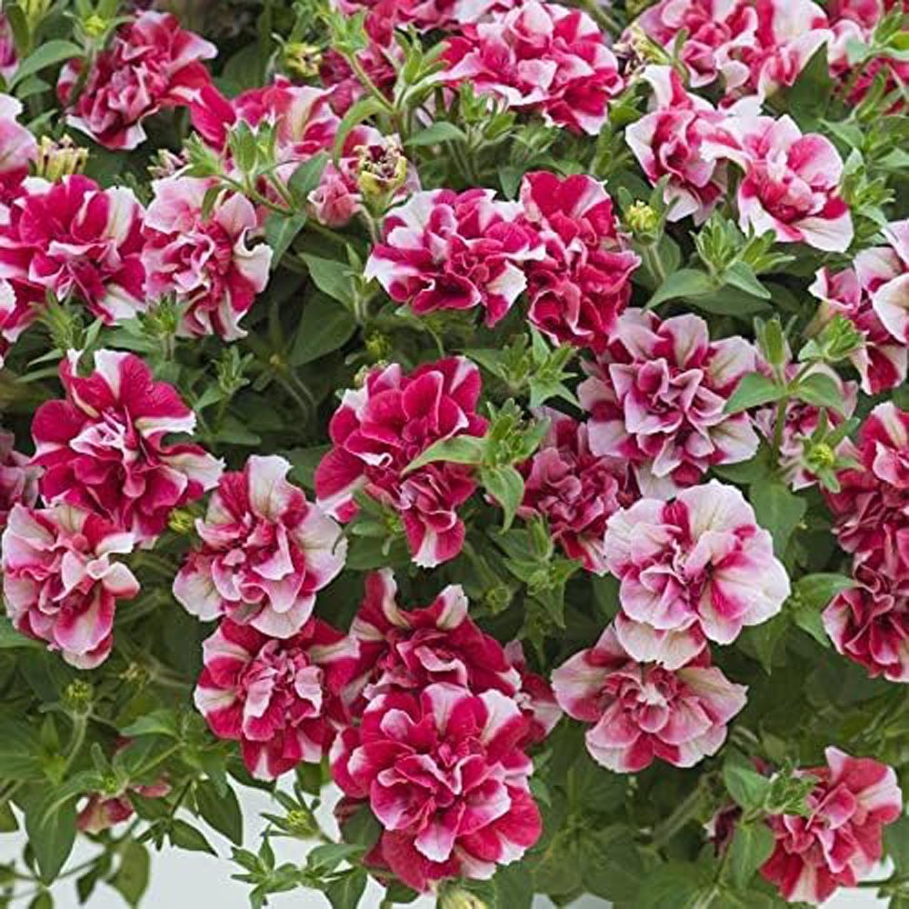 Thompson and Morgan Petunia Cherry Ripple Preplanted Basket 25cm Image 5