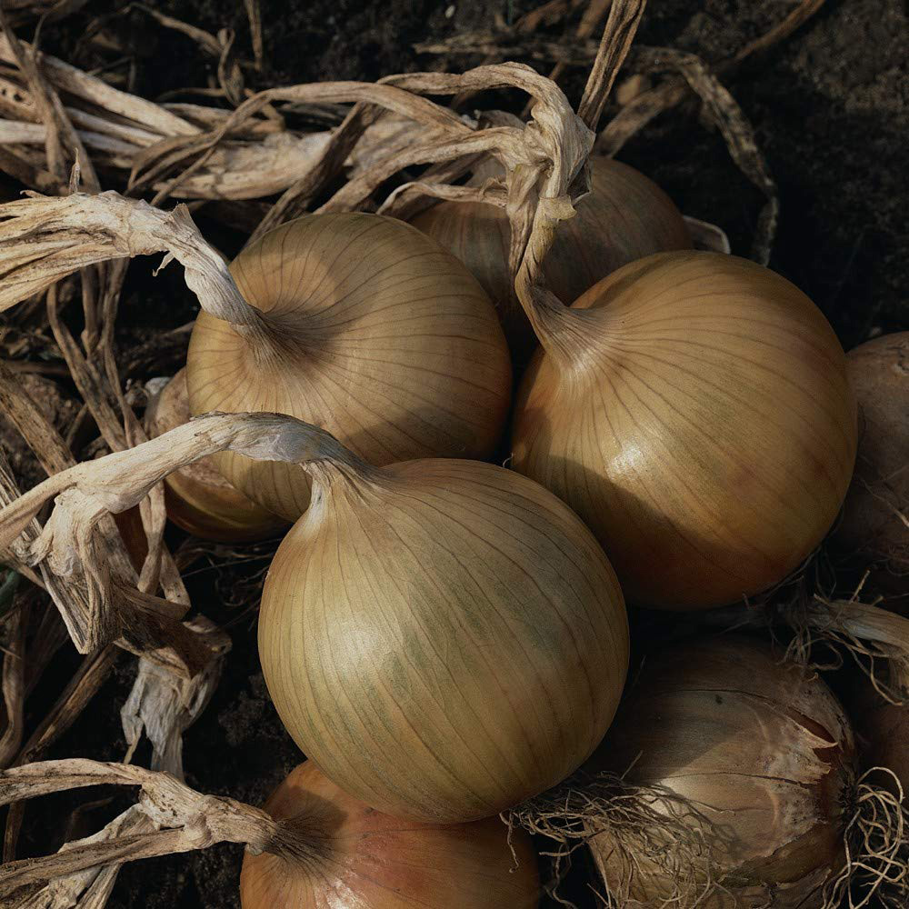 Thompson and Morgan Onion Bedfordshire Champion Seeds Image