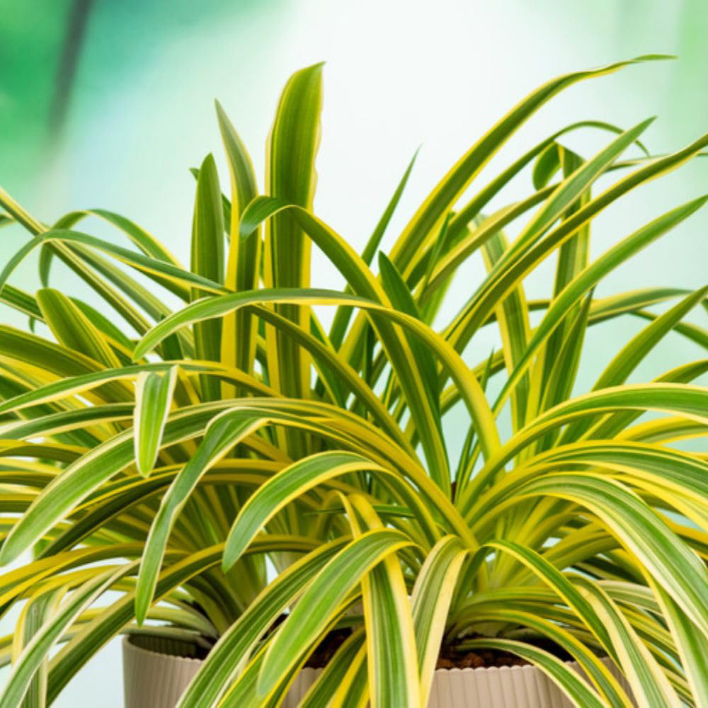Thompson & Morgan Agapanthus Zambezi Plant Pot 2L 2 Pack Image 2