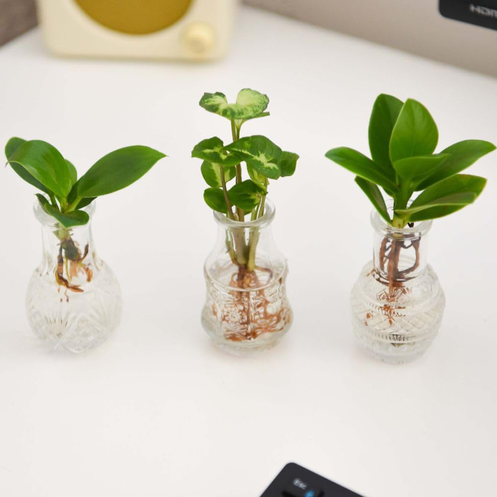 Thompson & Morgan Green Hydrophonic Coll Cuttings with Berlin Glass Vases 7cm 6 Pack Image 4