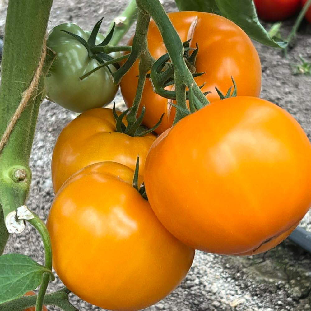 Thompson & Morgan Tomato Lemonita F1 Seeds Image 1