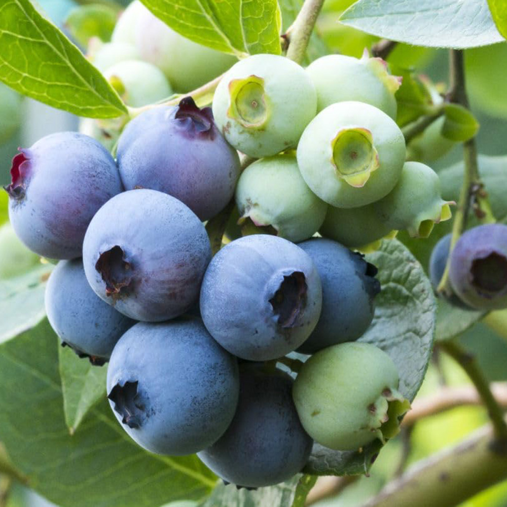 Thompson and Morgan Organic Blueberry Patriot Plant Pot 2L 2 Pack Image 1