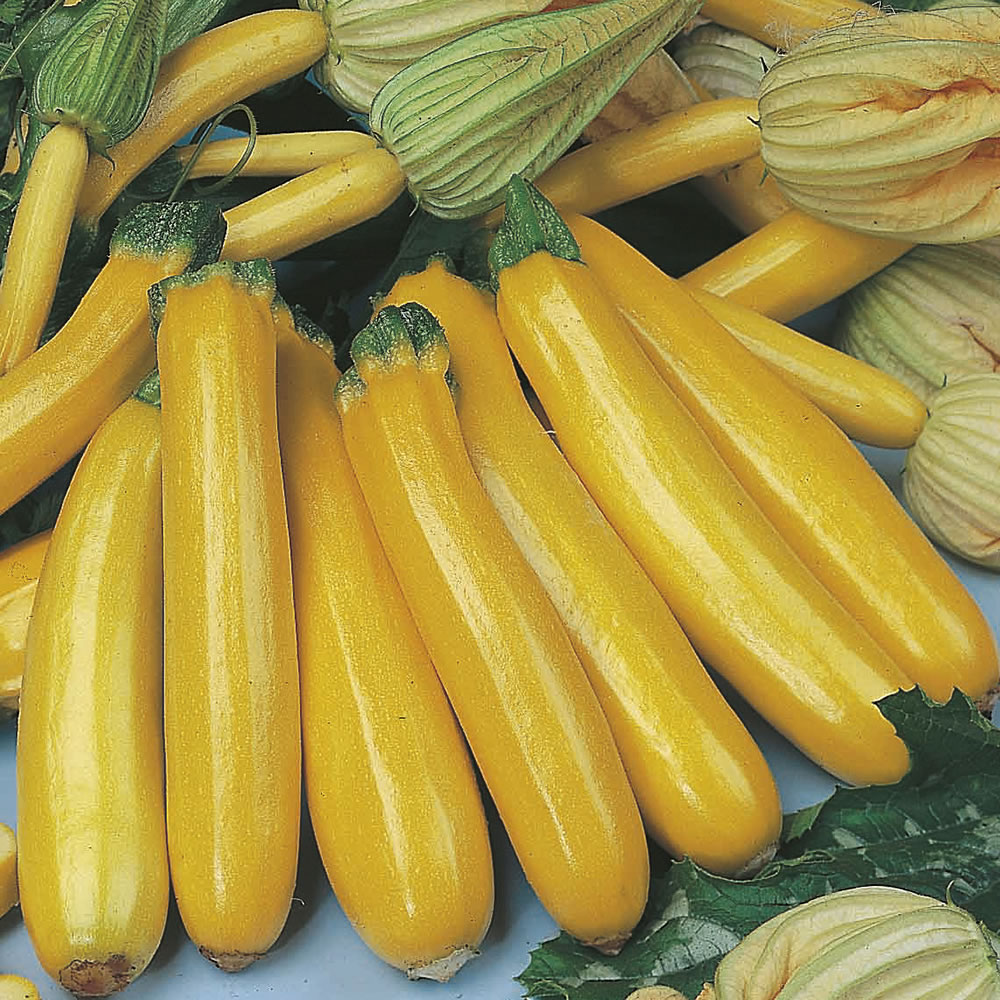 Johnsons Courgette Gold Rush F1 Seeds Image 1