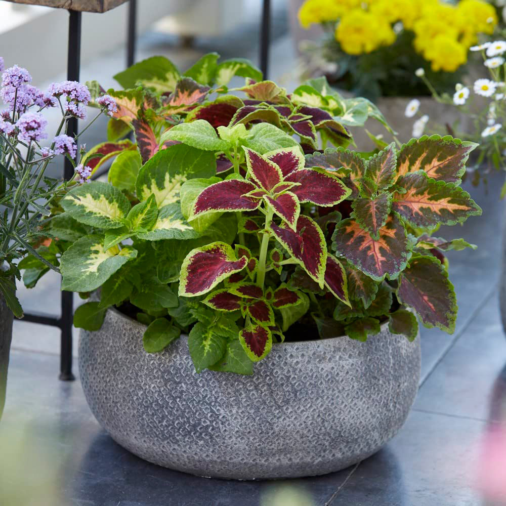 Thompson and Morgan Coleus Mixed Garden Ready Plant 30 Pack Image 2