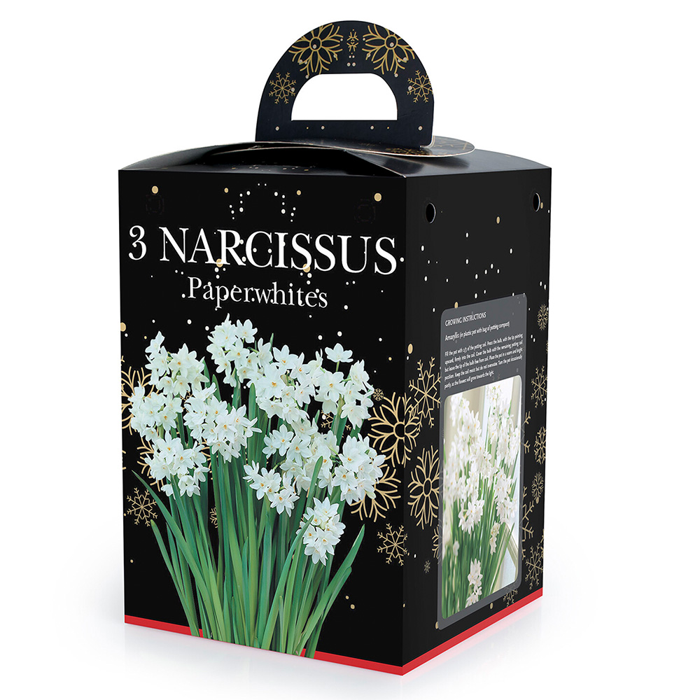 Paper White Hyacinth Gift Kit Image 2