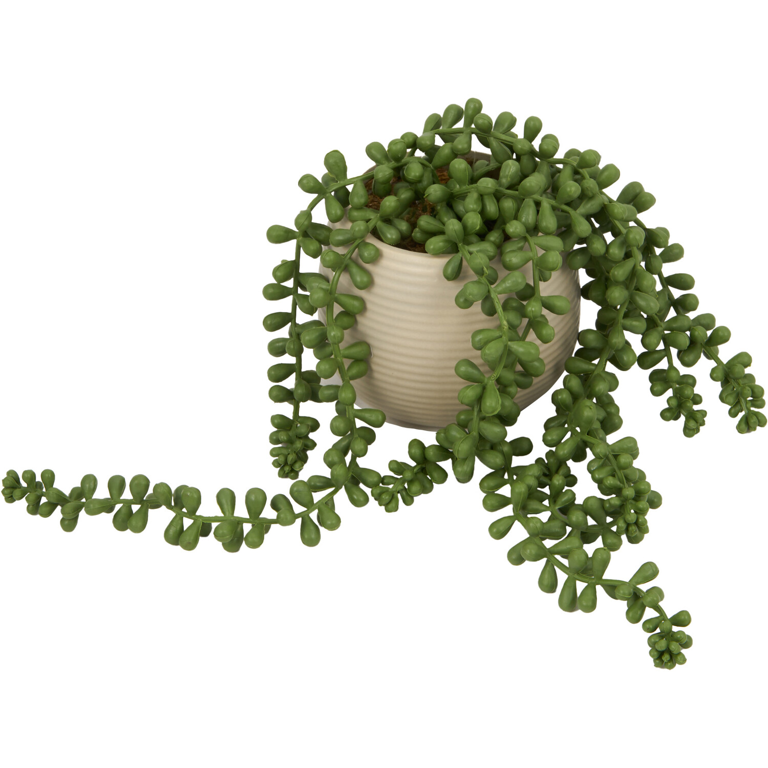 String of Pearls in Ribbed Pot - Green Image 5