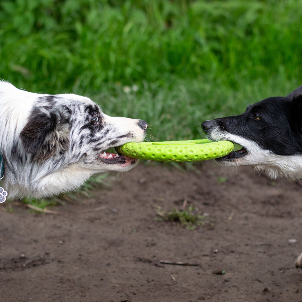 Kiwi Walker Lets Play Green Frisbee Dog Toy Image 3